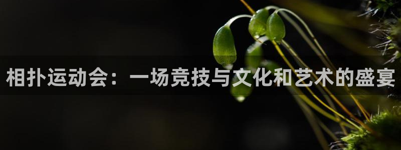 相扑运动会：一场竞技与文化和艺术的盛宴